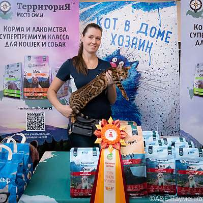Выставка кошек 15-16.10.2022 Фотографии 7-48-0314_klk_Moskva.jpg