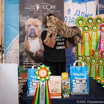 Выставка кошек 15-16.10.2022 Фотографии 4-18-0027_klk_Moskva.jpg