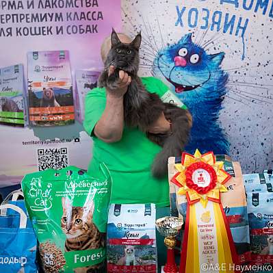 Выставка кошек 15-16.10.2022 Фотографии 3-83-0280_klk_Moskva.jpg