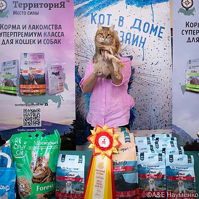 Выставка кошек 15-16.10.2022 Фотографии 7-91-0281_klk_Moskva.jpg