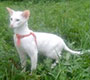 Кот ориентальный, окрас белый с разноокрашенными глазами  - увеличить