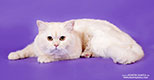 Кот скоттиш-страйт, окрас  кремовый серебристый затушеванный - увеличить